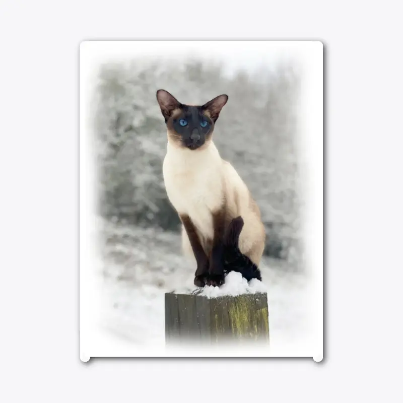 Siamese cat winter snow watching