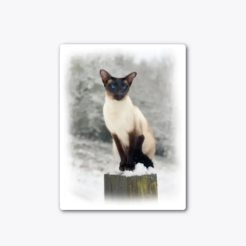 Siamese cat winter watching